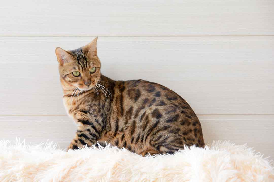 Katze für Allergiker: die Bengalkatze