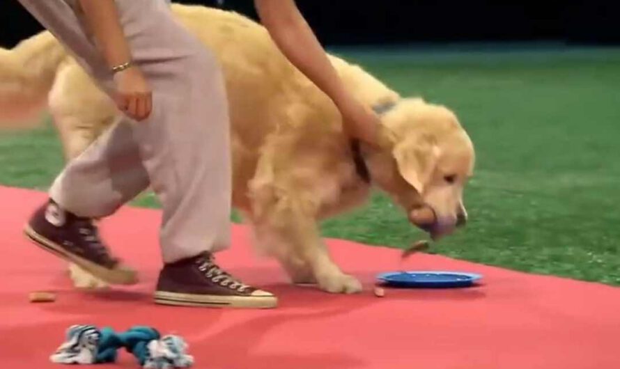 Goldie stellt Prüfung völlig auf den Kopf