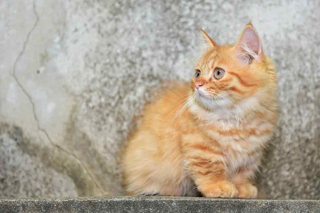 Kleine Katzen: Munchkin Shorthair