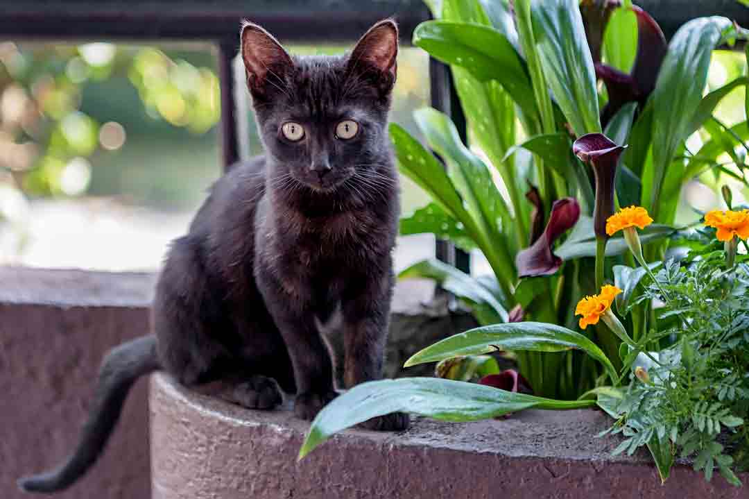 Kleinste Katzenrassen: Bombay-Katze