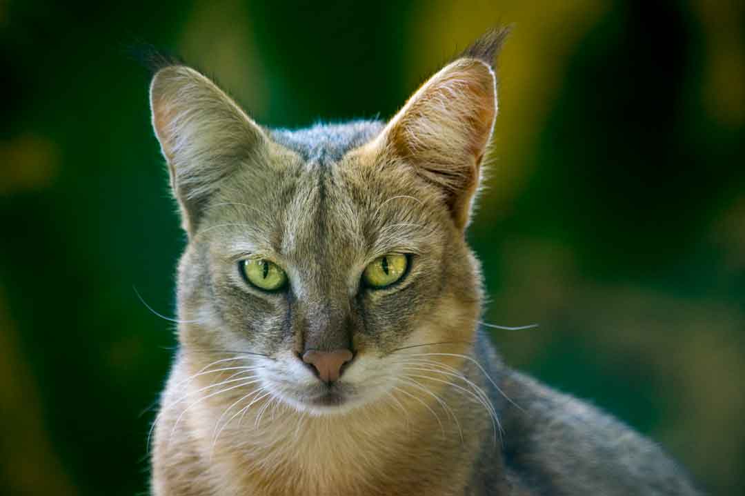Kleinste Katzenrassen: Ceylon-Katze