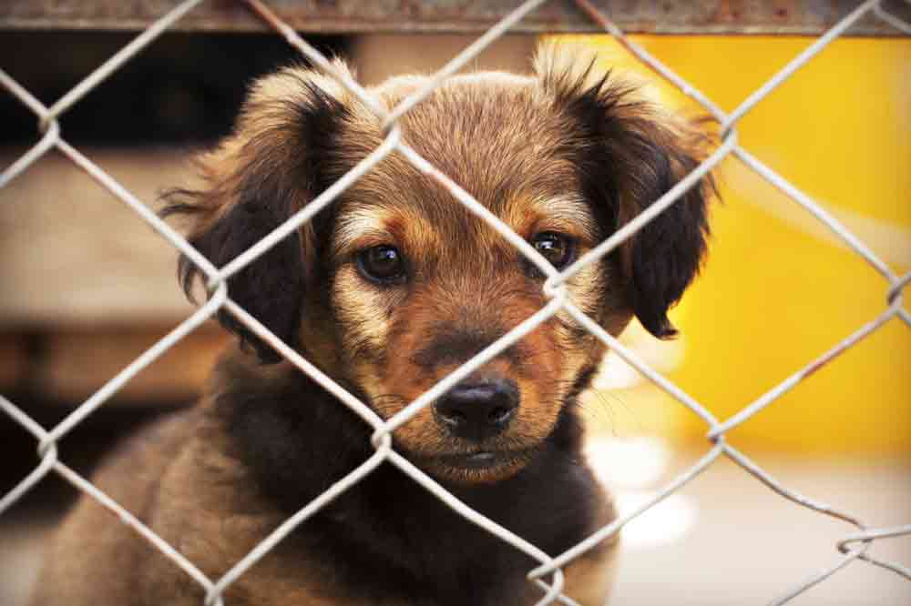 Tipps für einen Hund aus dem Tierheim