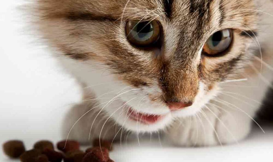 Die 7 größten Fehler bei der Katzenfütterung