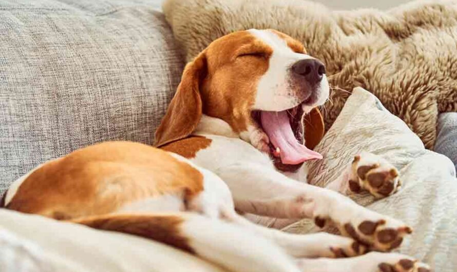 5 Tipps: So ist das Sofa für Deinen Hund tabu