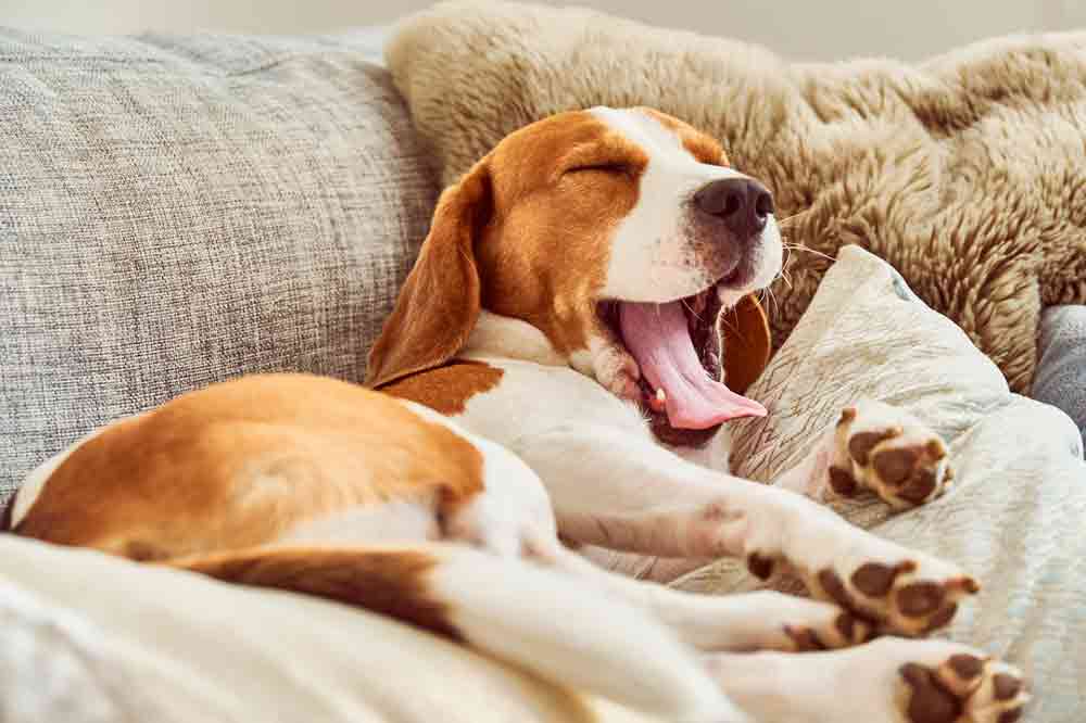 Hund Couch abgewöhnen: Ein Beagle fläzt auf dem Sofa