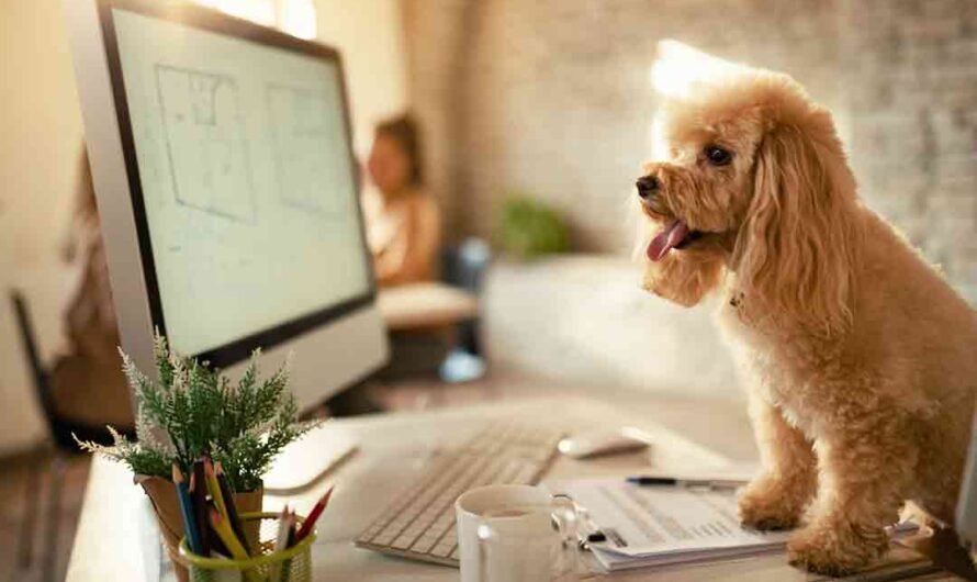 Darum sollte jeder Chef Hunde im Büro erlauben