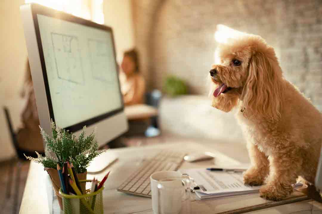 Hund im Büro