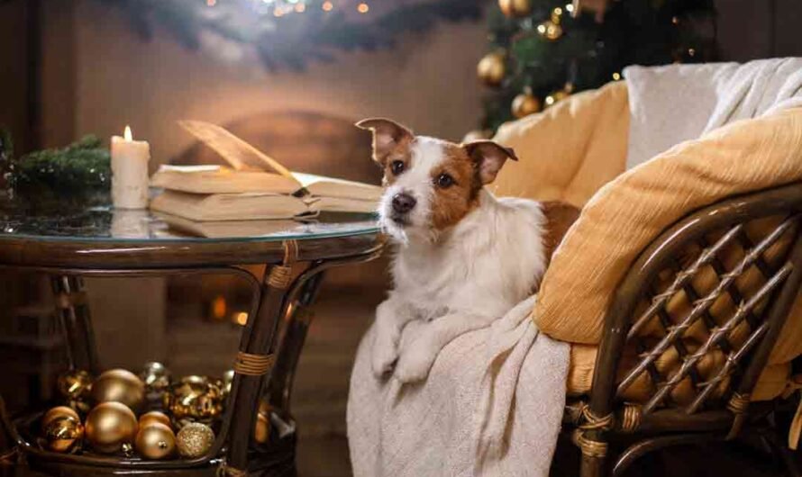Die 7 schönsten Hundebücher im Advent