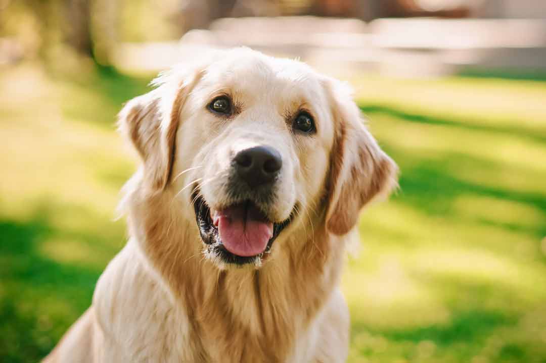 Intelligente Hunderassen: der Golden Retriever