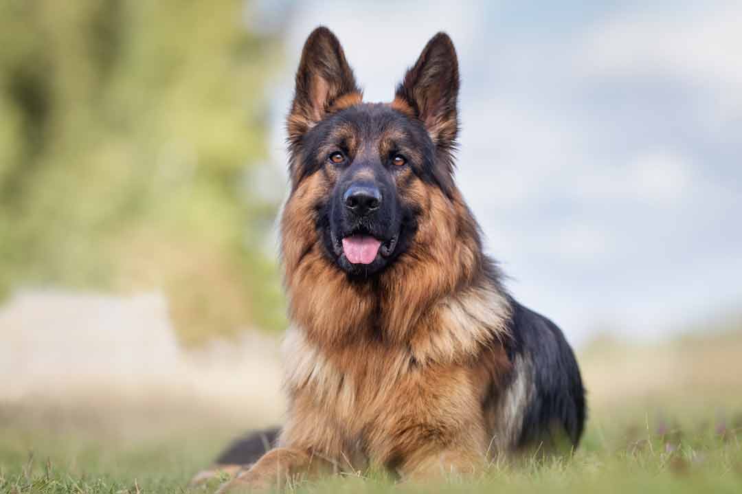 Intelligente Hunderassen: der Deutsche Schäferhund