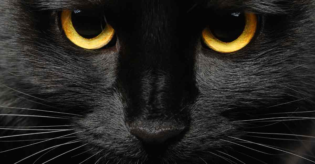 5 erstaunliche Fakten über schwarze Katzen • Aus Liebe zum Haustier