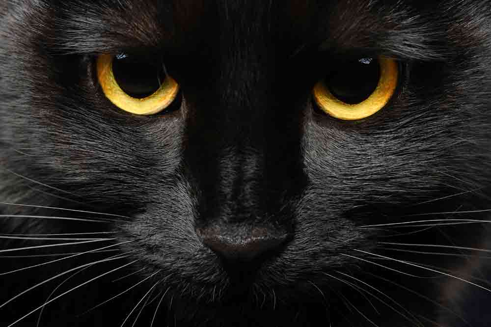 5 erstaunliche Fakten über schwarze Katzen • Aus Liebe zum Haustier