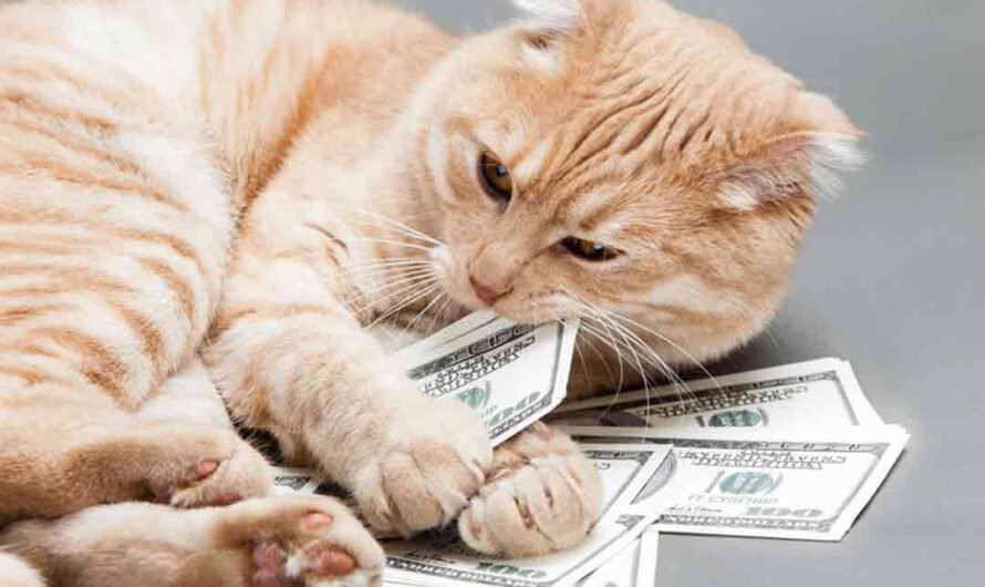 Das kostet eine Katze wirklich