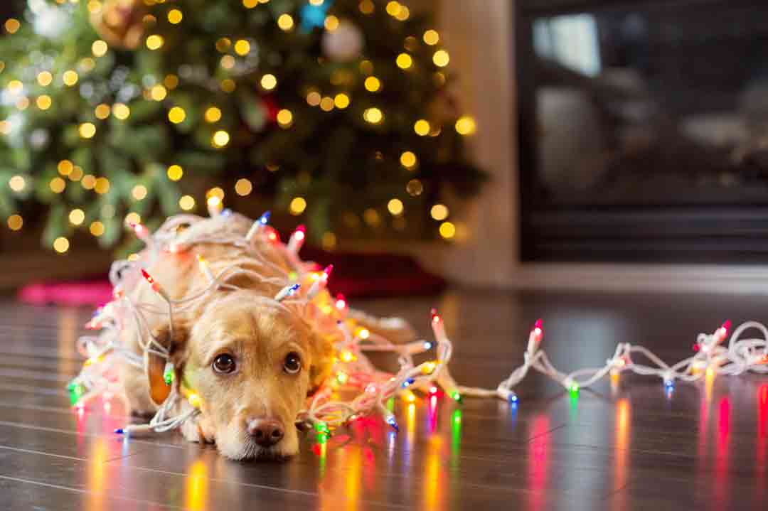 Diese Gefahren drohen Hunden an Weihnachten.