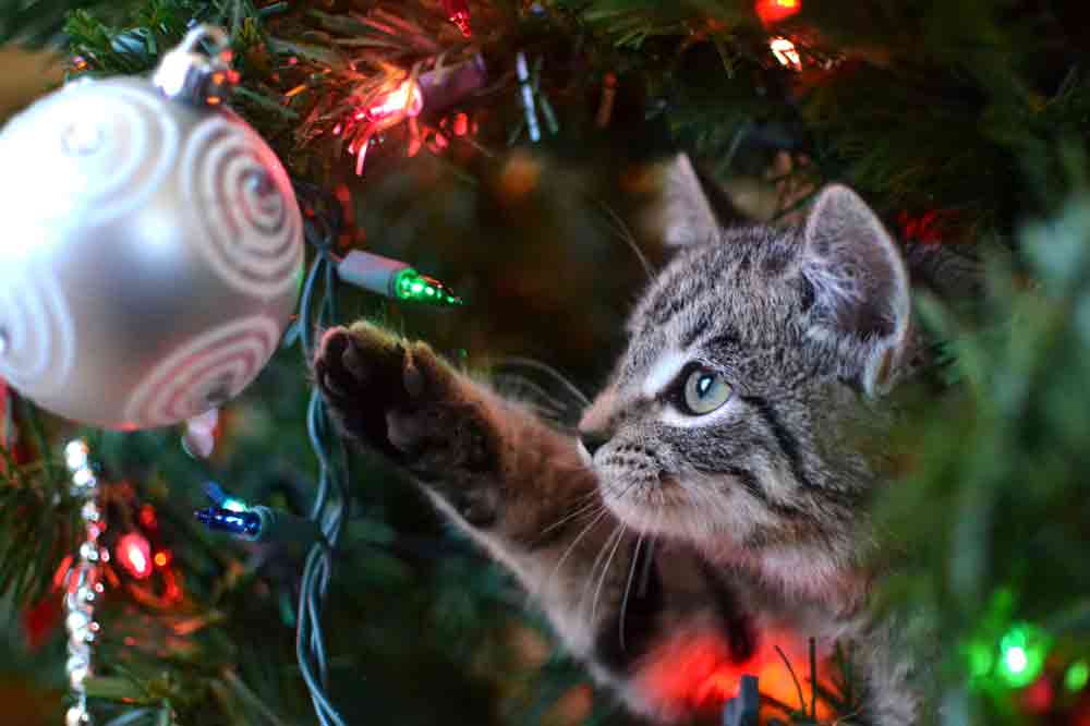 Diese Weihnachtsdeko ist gefährlich für Katzen