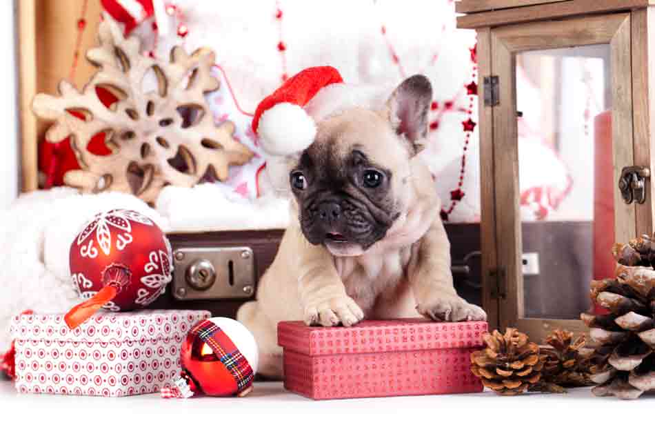 Weihnachtsgeschenke für den Hund: 10 Ideen