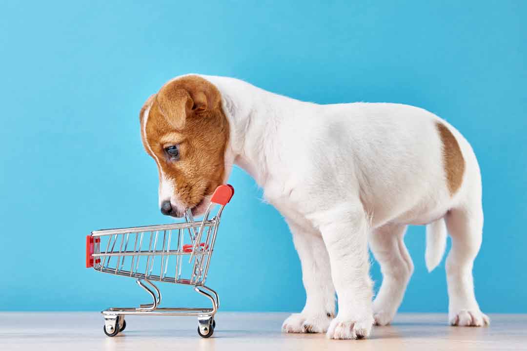 Welpen kaufen: Tipps für künftige Hundebesitzer