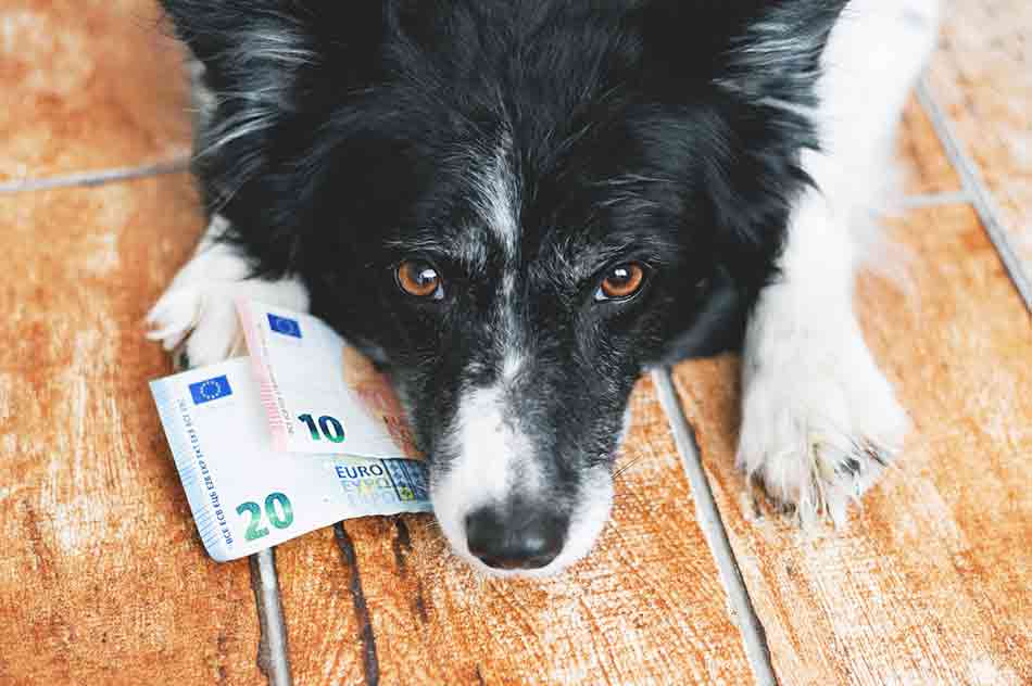 Laufende Kosten: Was kostet ein Hund?
