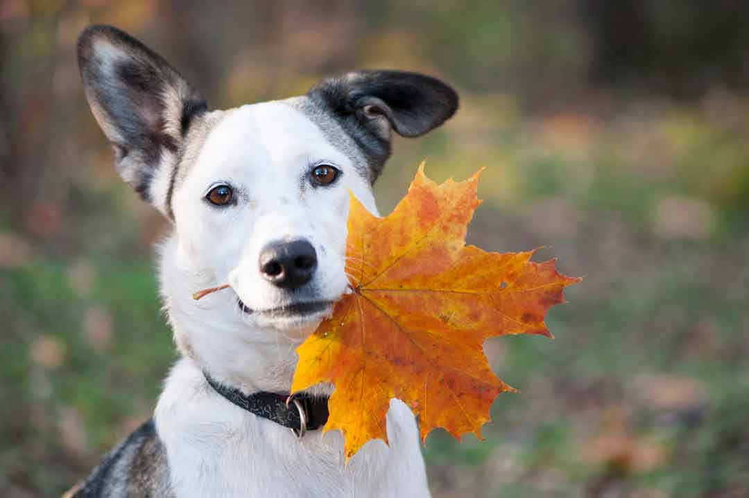 Hunde-Quiz: Mischlinge