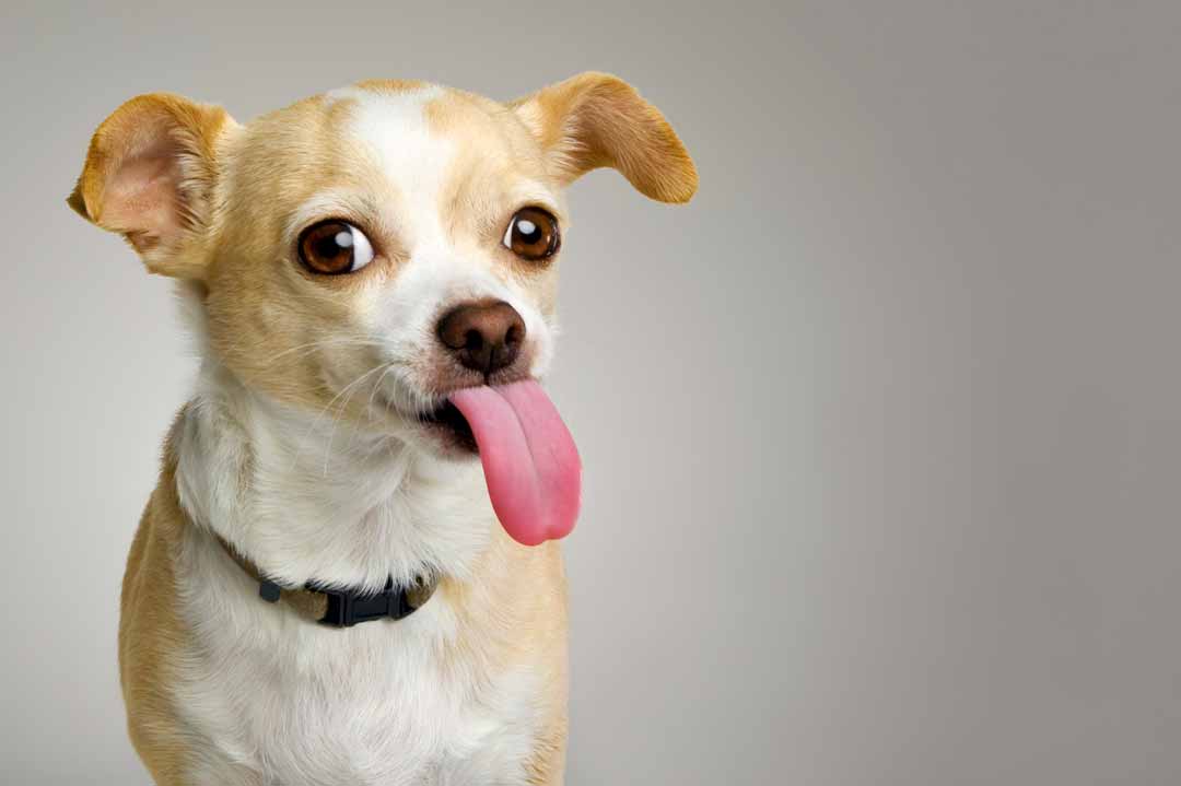 Ein Hund streckt die Zunge heraus.