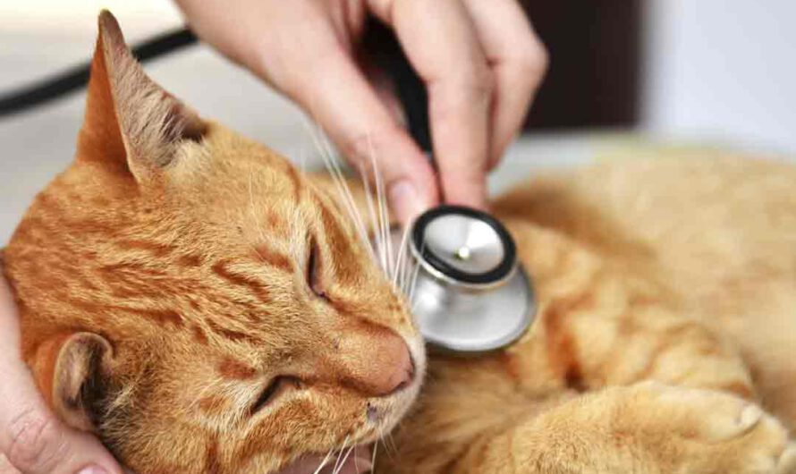 7 Anzeichen, dass Deine Katze krank ist