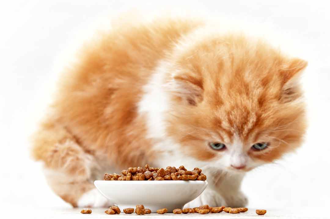 Katze verweigert das Fressen