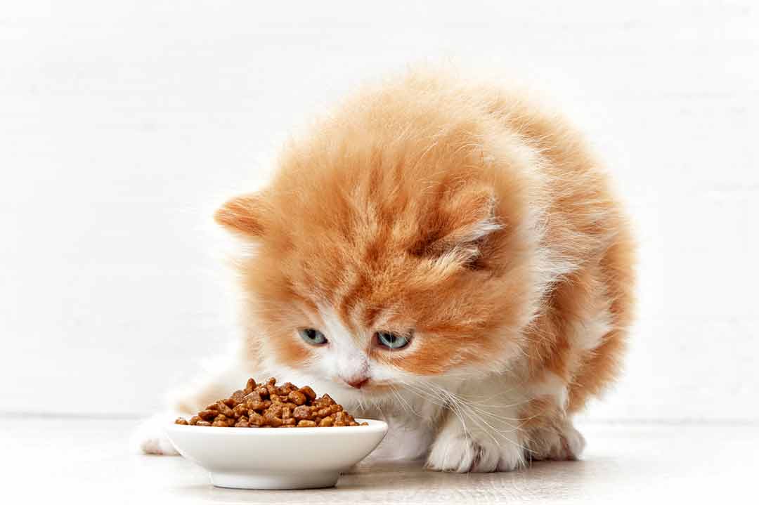 Eine Katze verweigert das Futter