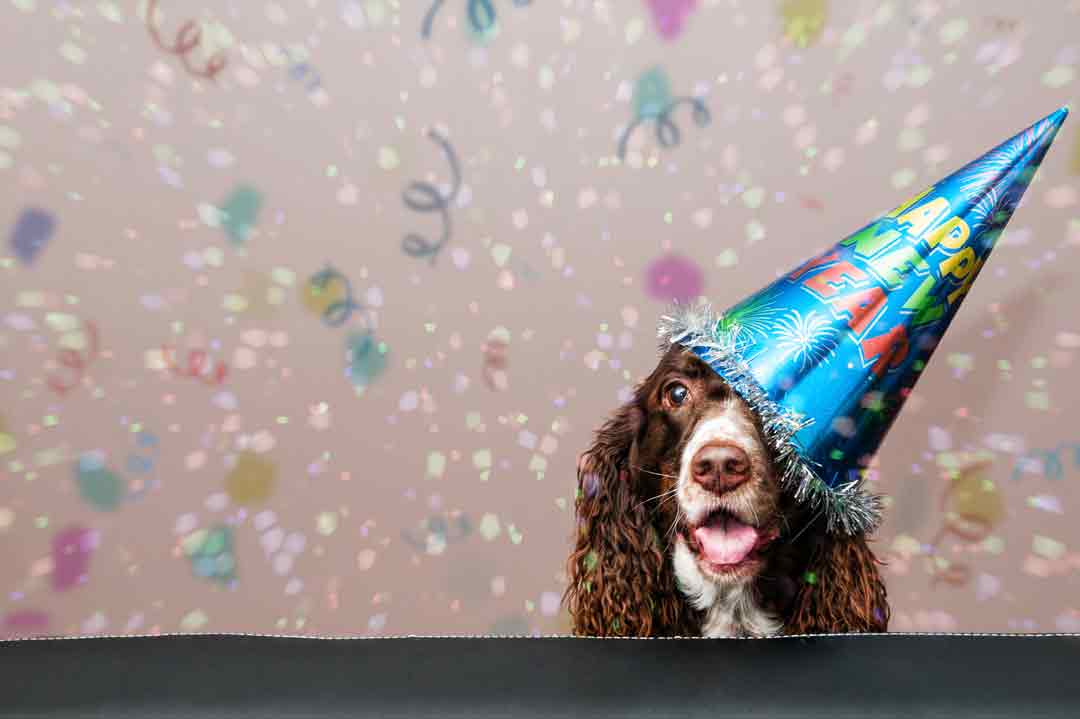 Welche Vorsätze haben Hundehalter für das neue Jahr?
