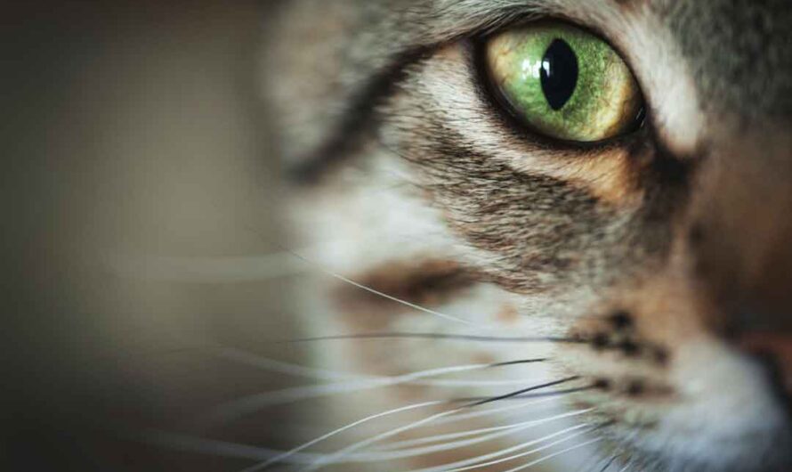 So beeindruckend sind die 7 Sinne Deiner Katze