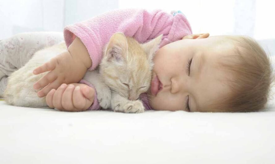 Ein Baby kommt: 10 Tipps für Katzenhalter