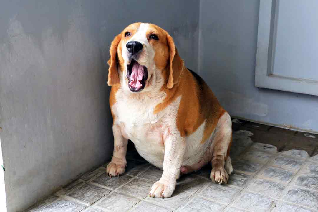 Ein dicker Hund soll mit einer Diät abnehmen