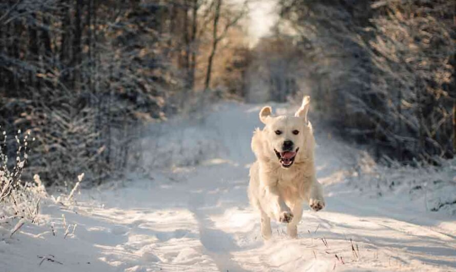 Mit Hund durch den Winter: 5 Tipps