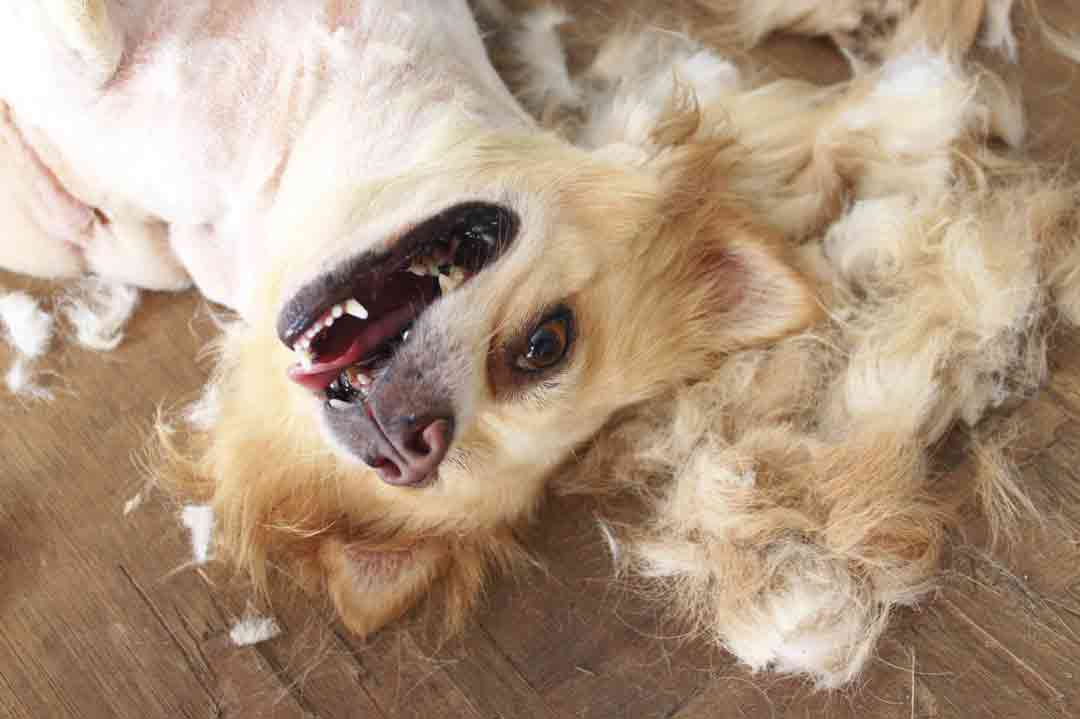 Hundehaare entfernen: Mit diesen Tipps klappt's