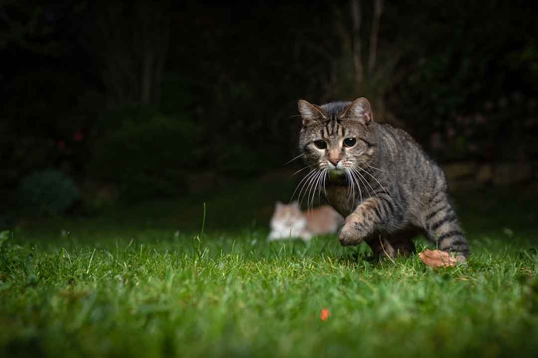 Sicherheit für die Katze im Dunkeln