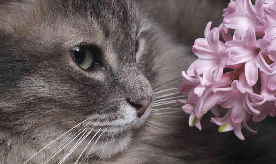 Diese Blumen sind giftig für Katzen