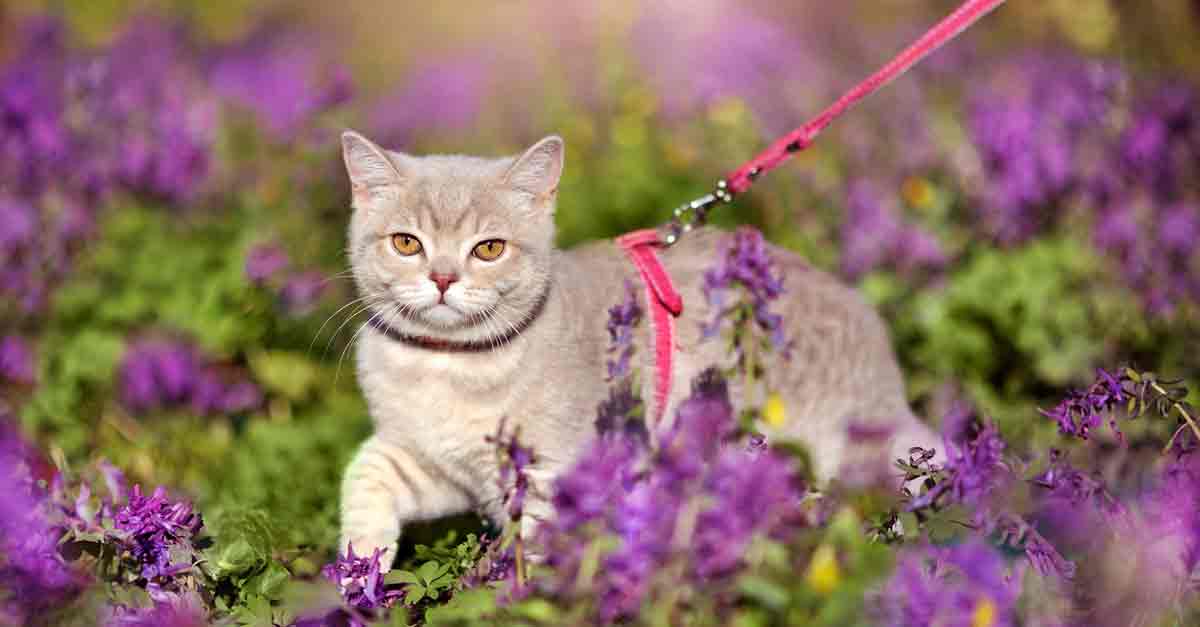 Spaziergang mit Katze ja oder nein? • Aus Liebe zum