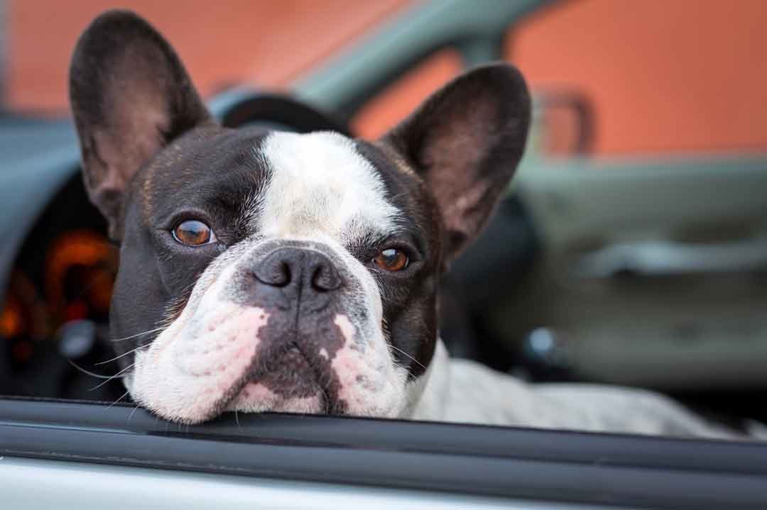 Hund im Auto: So fährt er sicher mit
