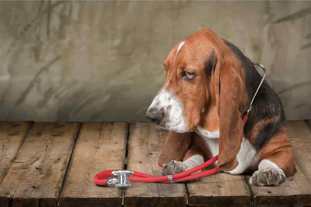 Wie gibt man dem Hund Medizin?
