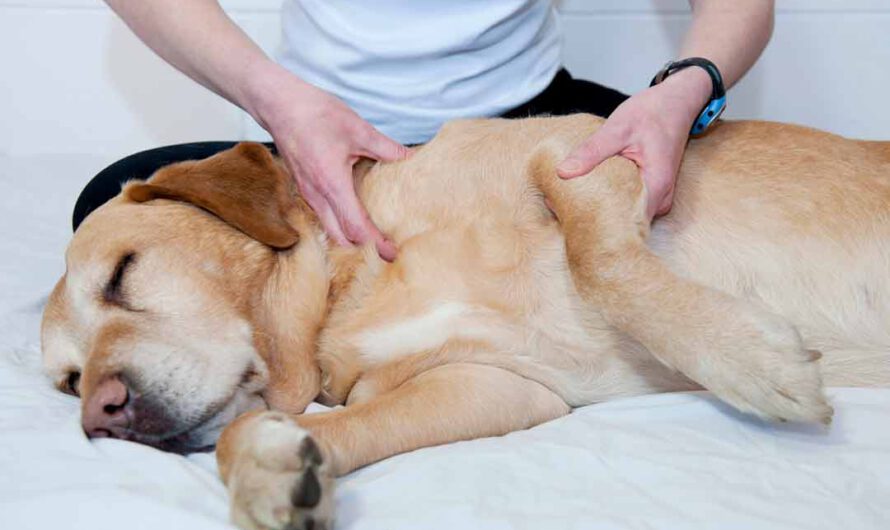 Massage für den Hund: So geht’s