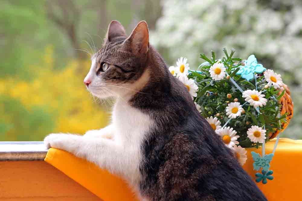 Eine Katze genießt die Zeit auf dem Balkon.