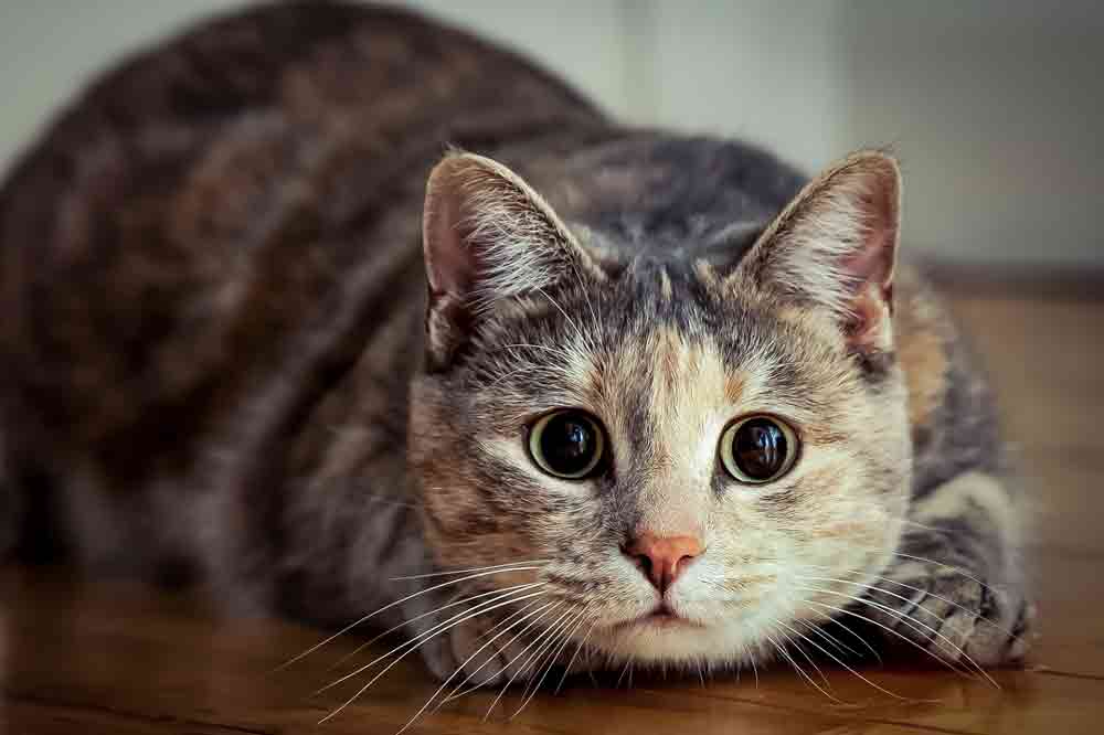 Wie sollte man fremde Katzen begrüßen?