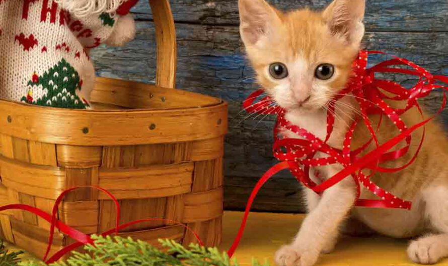 10 Geschenktipps für Katzenfreunde