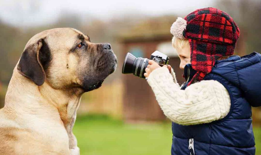 4 Tipps: So machst Du wirklich schöne Hundefotos