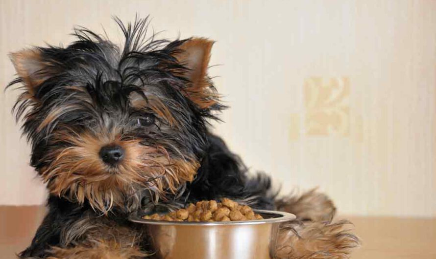 9 Irrtümer bei der Hundeernährung
