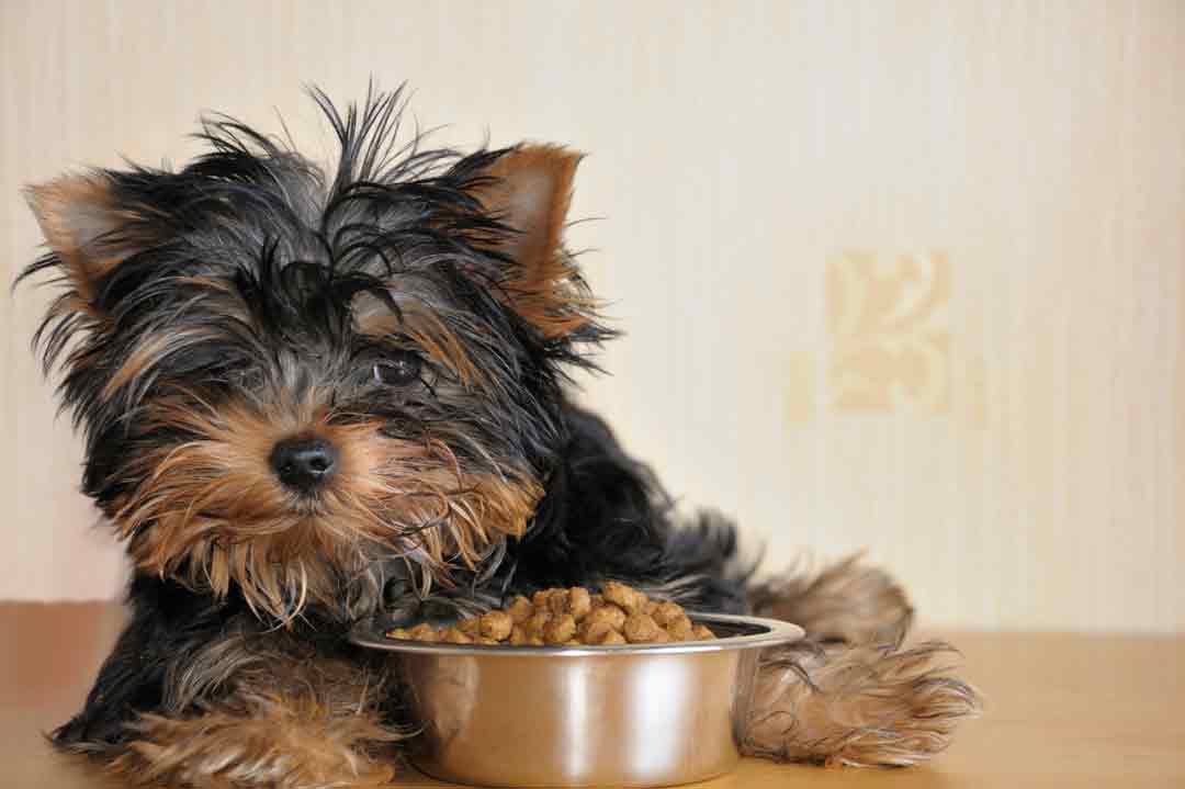 Irrtümer Hundeernährung