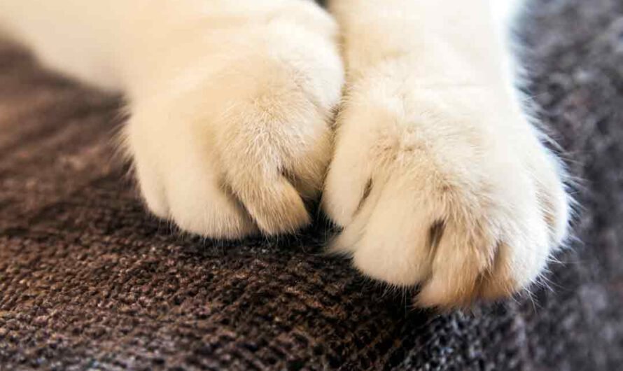 4 Gründe: Darum „tritteln“ oder „treteln“ Katzen
