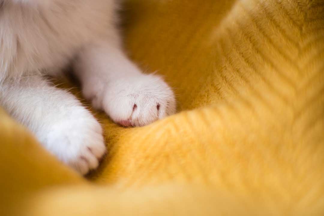 Tritteln oder auch "das Bett machen" bei Katzen