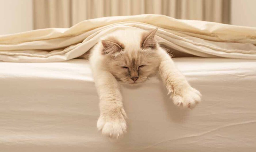 Das ist der Beweis: Katzen können wirklich überall schlafen