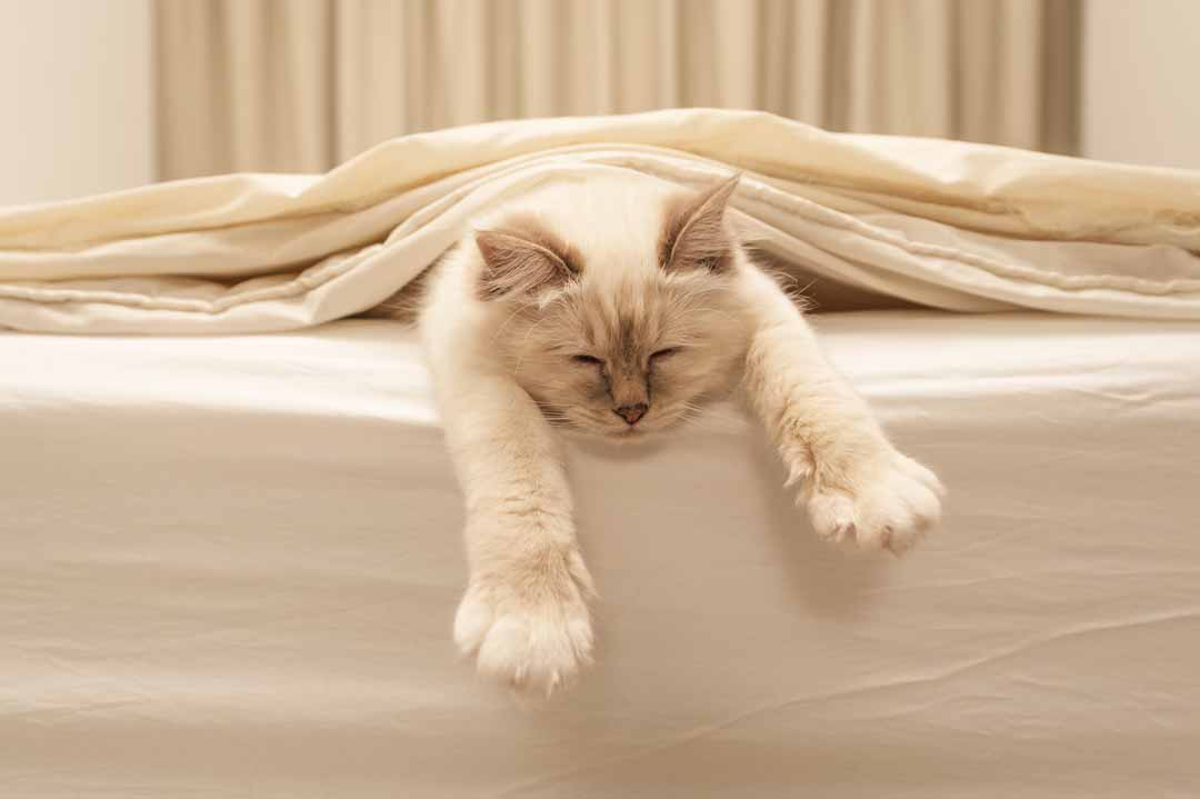 Das ist der Beweis: Katzen können wirklich überall schlafen • Aus Liebe