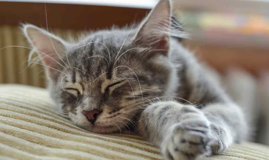 6 Tipps gegen Katzenhaare auf Couch und Kleidung